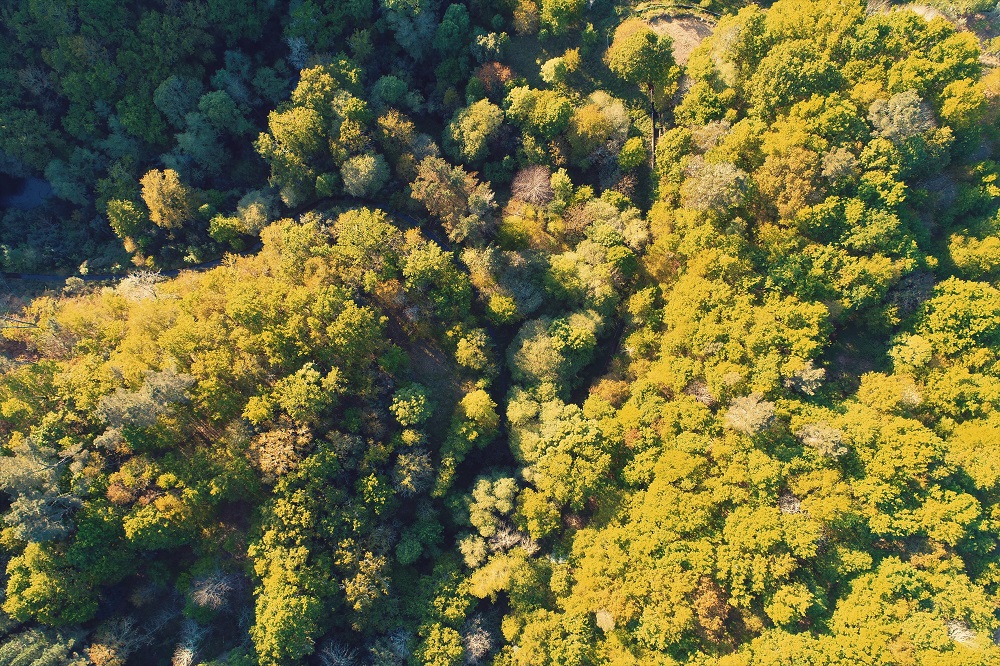 Cartografía para prevención de incendios forestáis en Verea